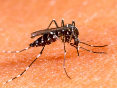 Alerta-dengue